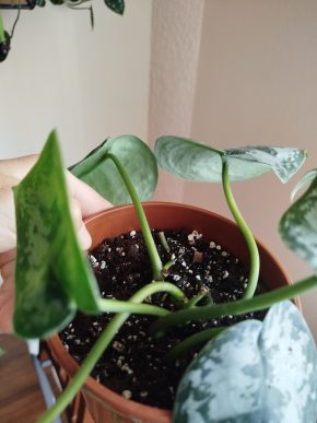 Scindapsus exotika