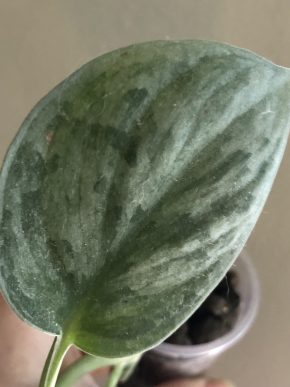 Scindapsus Silver Ann - rostlina