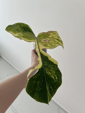 Monstera D. Aurea