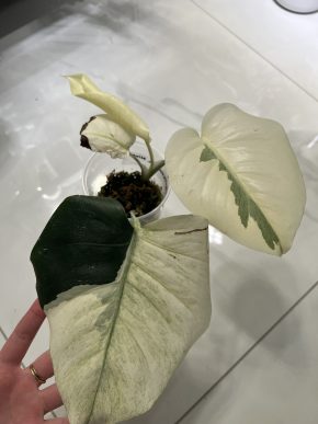 Monstera D. Mint