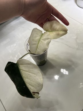 Monstera D. Mint