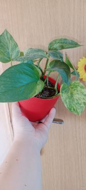 Epipremnum
