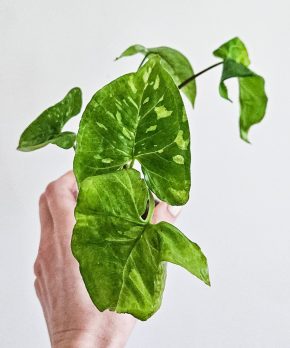 Syngonium Panda