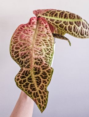 Labisia kura kura (turtle back)