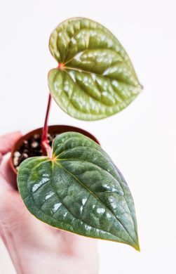 Anthurium Luxurians silver blue raritka