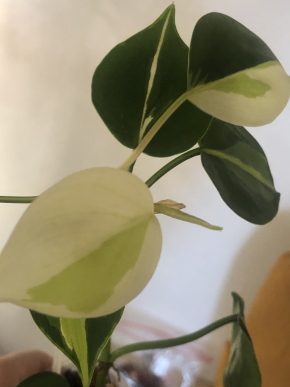 Philodendron Cream Splash - vrcholový řizek