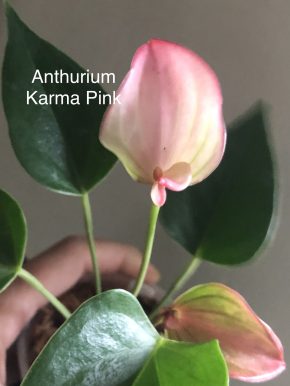 Anthurium Karma Pink - rostlina