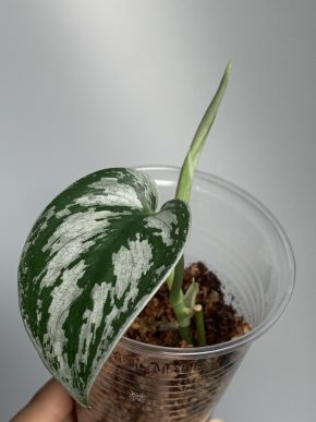 Scindapsus Archipelago mutation
