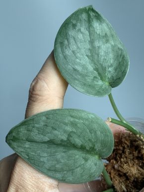Scindapsus Silver Hero