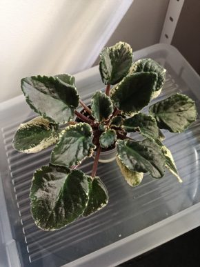 Africká fialka 'Hovariagata'