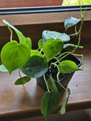 Philodendron hederaceum