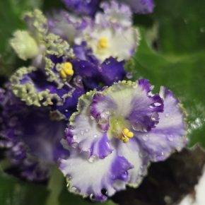 Fialka bílofialová, curly