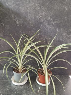 Zelenec (Chlorophytum) – užitečná pokojovka, snadné pěstování Kopie
