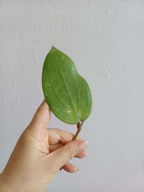 hoya cinnamomifolia var purpureofusca - řízek k zakořenění