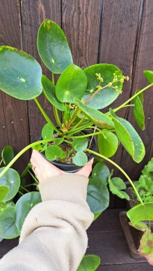 Pilea peperomia