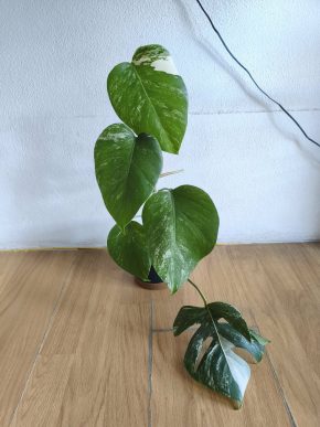 Monstera albo variegata 2