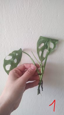 Monstera adansonii variegata archipelago