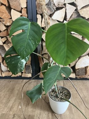 Monstera albo variegata