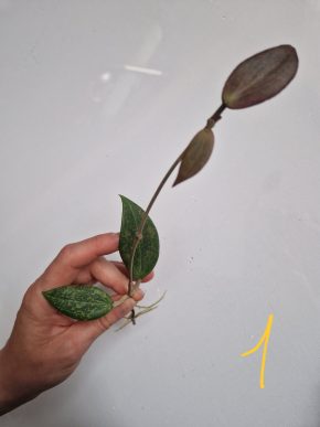 Hoya Wibergiae