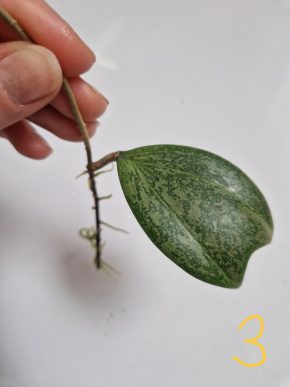 Hoya Wibergiae