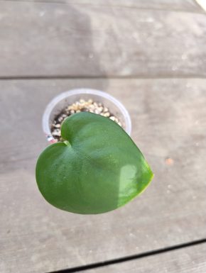 Scindapsus Jade Satin č. 2
