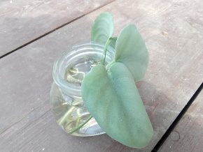 Scindapsus Platinum Thai