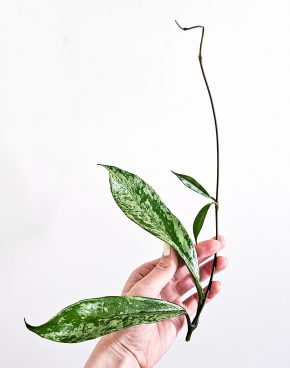 Hoya pubicalyx super splash