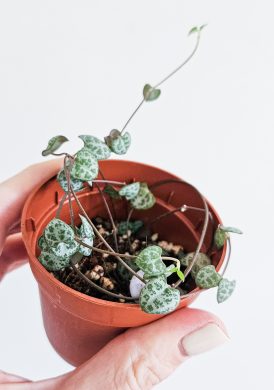 Svícník Ceropegia woodii