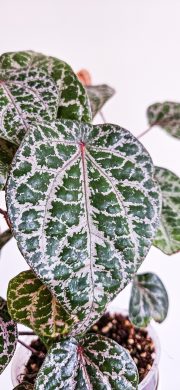 Piper Ornatum Celebes Pepper