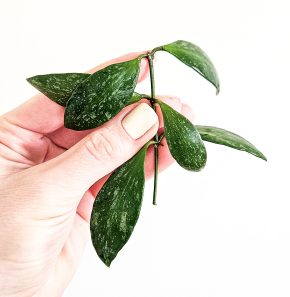 Hoya gracilis