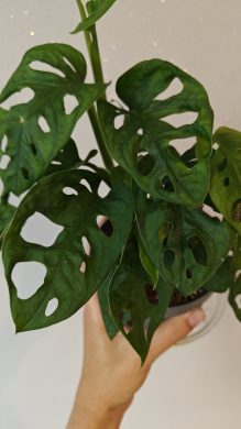 Monstera monkey mask / Adansonii