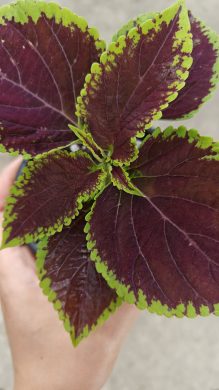 Okrasná kopřiva / coleus - vínová