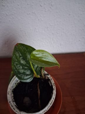 Filodendron Brantdiantum
