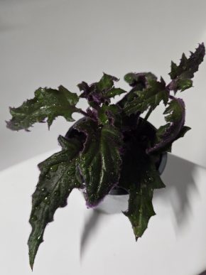 Gynura aurantiaca, dva výhony