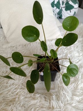 Pilea Peperomioides 'Mojito'