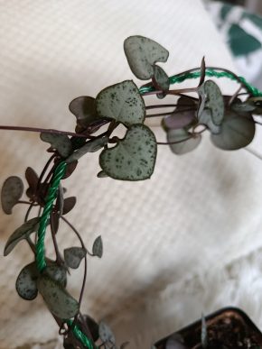 Ceropegia Woodii