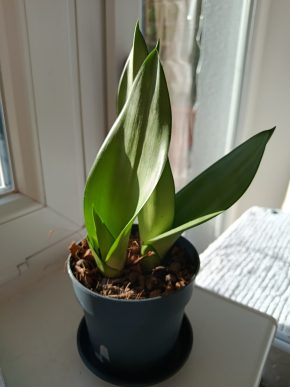 Sansevieria 'Moonshine'