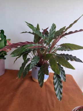 Calathea rufibarba