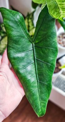 Alocasia zebrina black stem