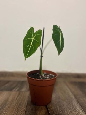 Alocasia Frydek