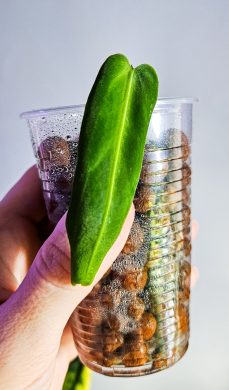 Anthurium warocqueanum