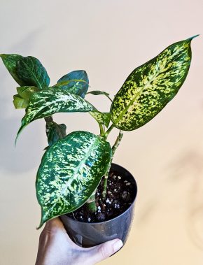 Dieffenbachia Compacta