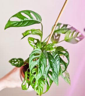 Monstera monkey musk