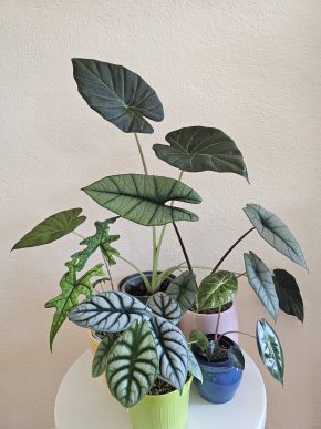 Alocasia Platinum, Silver Dragon, Tandurusa, Regal Shield, Pink Dragon