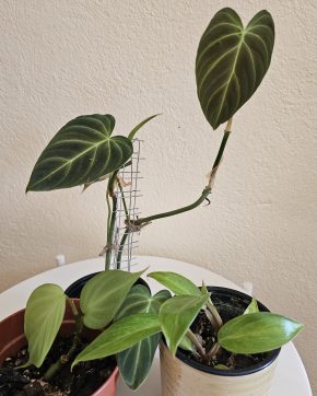 Philodendron Splendid, Painted Lady, Camposportoanum