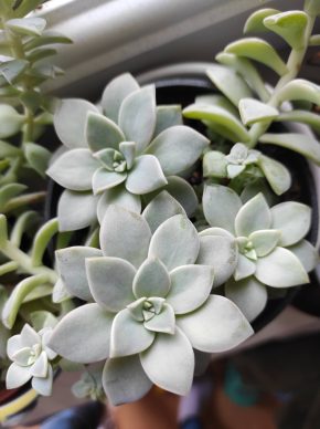 Sukulent Graptopetalum