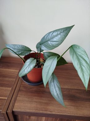Epipremnum cebu blue