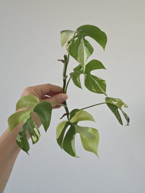Rhaphidophora tetrasperma variegata monstera minima