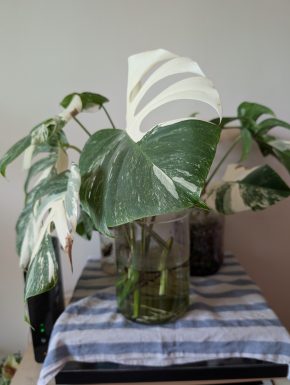 Zakořeněný řízek Monstera Albo variegata