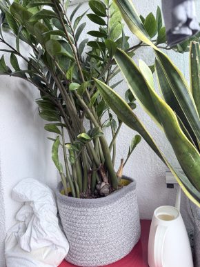 Zamiokulkas ( #zamio #kulkas ) zamioculcas
